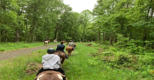A group of people riding horses along a grassy trail in a lush, green forest.