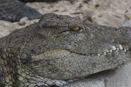 Close-up of a crocodile's head, showcasing its textured skin and sharp teeth.