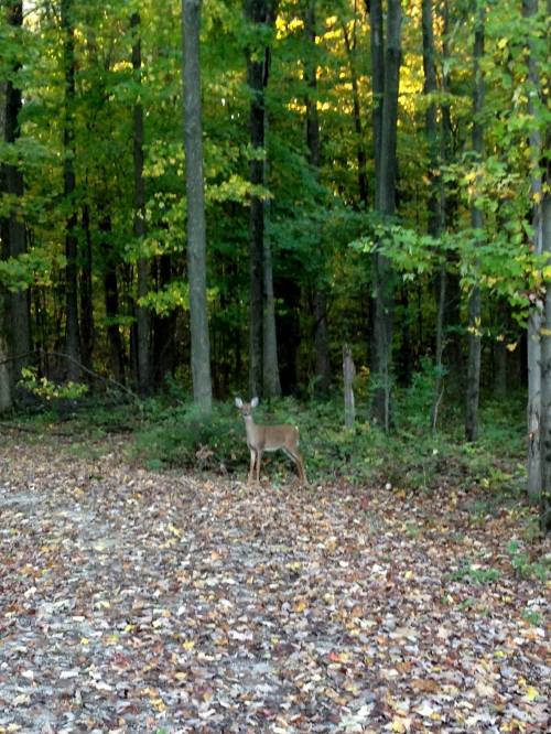A deer stands among trees in a forest, surrounded by colorful autumn leaves on the ground.