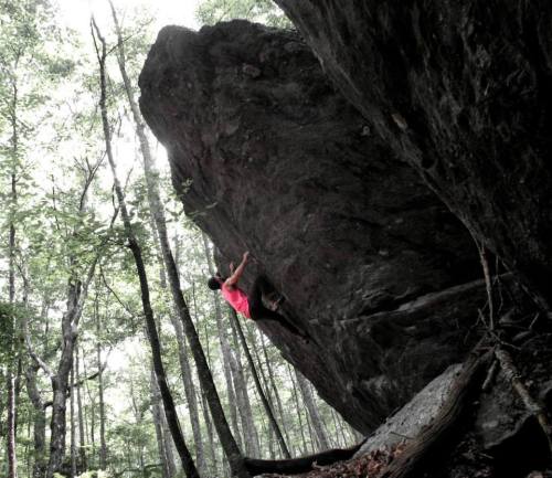 A climber in a pink shirt ascends a large boulder in a dense forest.