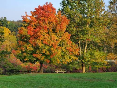 A vibrant orange and yellow tree stands beside a green lawn, with a wooden bench in a colorful autumn park setting.