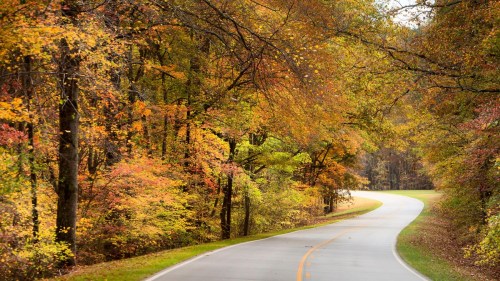 A winding road surrounded by vibrant autumn foliage in a serene forest setting.