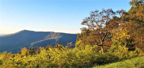 A scenic view of rolling hills and trees under a clear blue sky, showcasing autumn foliage.