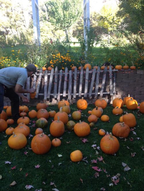 A person inspects pumpkins scattered on grass, with a wooden fence and flowers in the background.