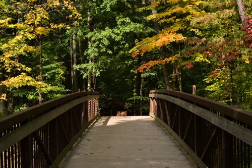 A wooden bridge leads through a vibrant forest with green and autumn-colored leaves.