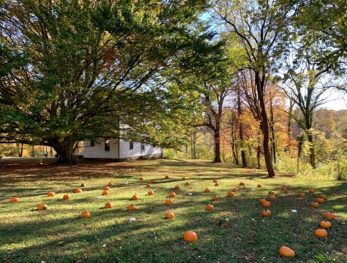 A grassy area with scattered pumpkins, surrounded by trees with autumn foliage and a small house in the background.