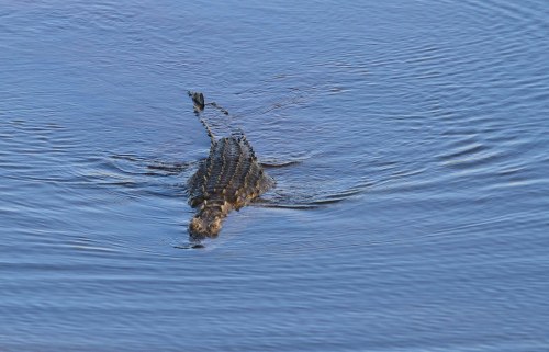 A crocodile partially submerged in calm blue water, with ripples surrounding it.