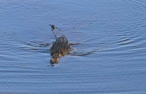 A crocodile partially submerged in calm blue water, with ripples surrounding it.