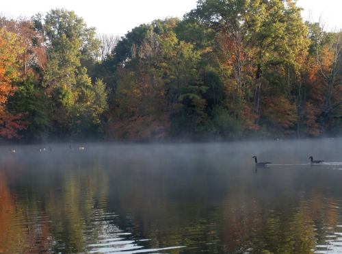 A serene lake surrounded by colorful autumn trees, with mist rising and ducks swimming peacefully.