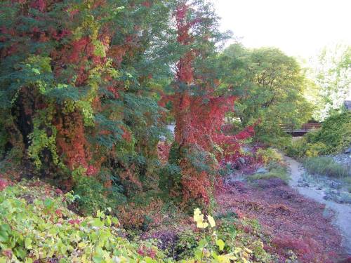 Vibrant autumn foliage with red, orange, and green leaves covering trees and ground in a natural setting.