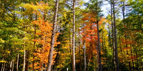 A vibrant forest scene with tall trees showcasing autumn foliage in shades of orange, yellow, and green.
