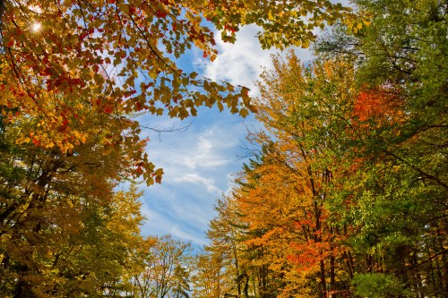 A vibrant autumn forest with colorful leaves and a bright blue sky peeking through the trees.