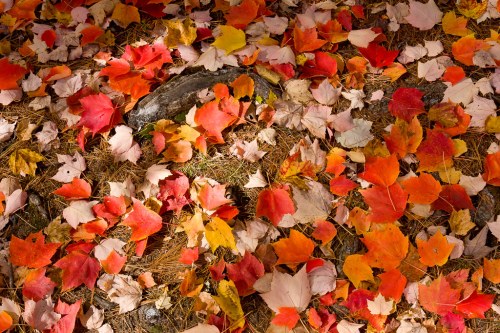 A colorful carpet of autumn leaves in shades of red, orange, and yellow scattered on the ground.