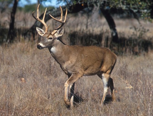 A male deer with antlers stands in a grassy field, surrounded by sparse trees.