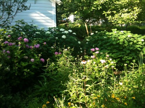 A lush garden filled with various colorful flowers and greenery, with a white house in the background.