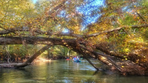 A serene river scene with kayakers paddling under a canopy of colorful autumn leaves and overhanging branches.