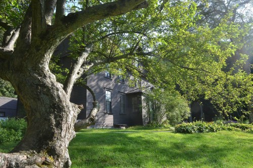 A large tree with green leaves in front of a dark wooden house surrounded by lush grass and plants.