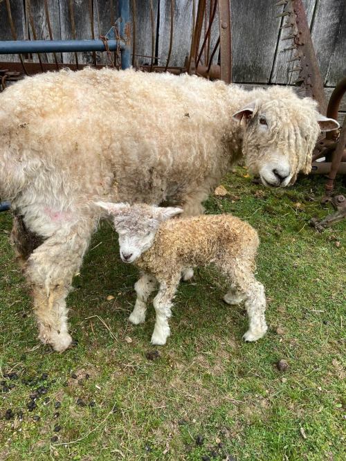 A sheep and a young lamb stand together on grassy ground near farm equipment.