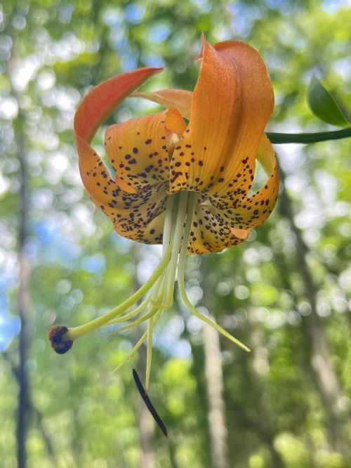 A vibrant orange lily with dark spots, hanging gracefully against a blurred green forest background.