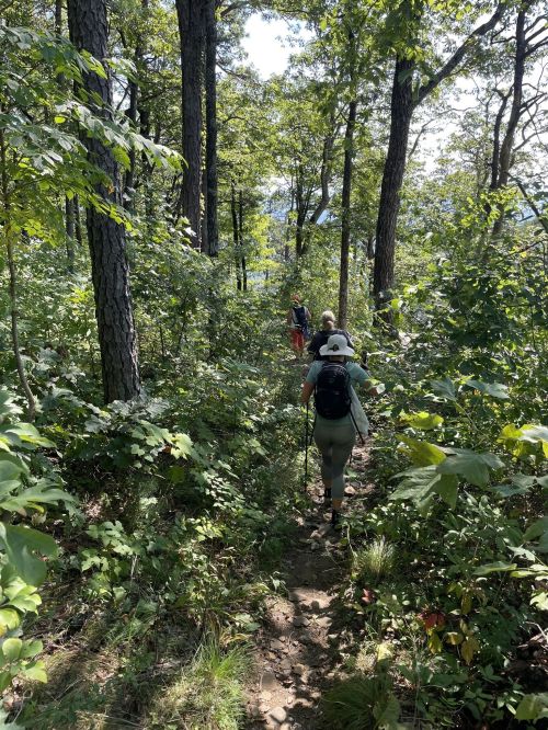Three hikers walking along a narrow trail through a lush, green forest on a sunny day.