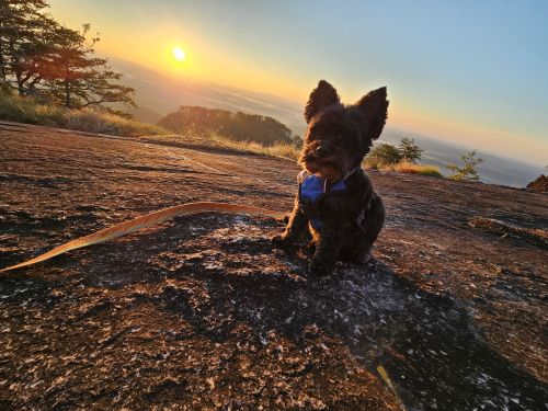 A small dog sits on a rocky surface at sunset, with a scenic view of mountains and trees in the background.