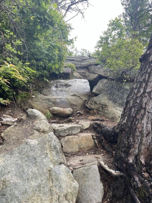 Rocky trail leading through greenery, with large stones and a tree on the side, under a cloudy sky.