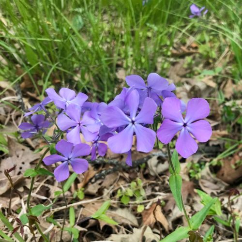 A cluster of delicate purple flowers blooming among green grass and fallen leaves.
