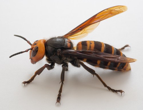 Close-up of a large, striped insect with orange and black coloration, featuring prominent wings and antennae.