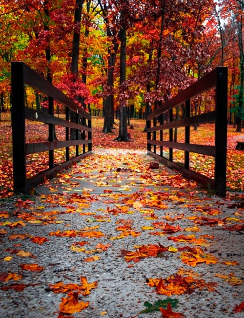 A wooden bridge surrounded by vibrant autumn leaves in a colorful forest.