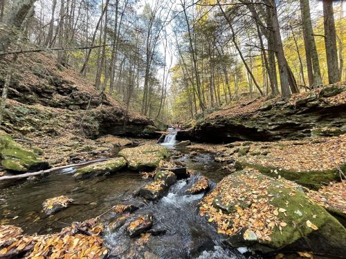 A serene forest scene with a small stream flowing over rocks, surrounded by trees and autumn leaves.