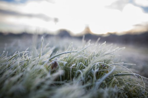 Frost-covered grass glistens in the morning light, with a blurred background of a winter landscape.