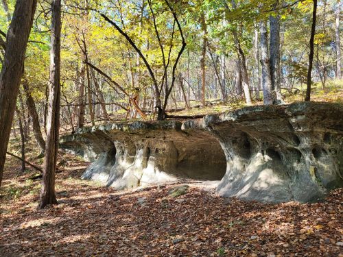 A rocky overhang in a forest, surrounded by trees and fallen leaves, with sunlight filtering through the branches.