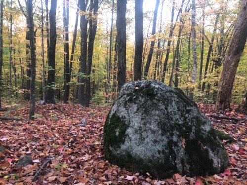 A large moss-covered rock in a forest with colorful autumn leaves scattered on the ground.
