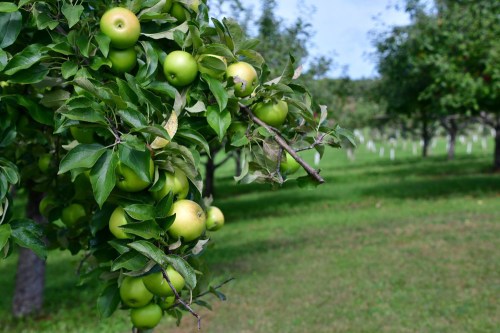A close-up of green apples hanging from a tree branch in an orchard, with a grassy field in the background.