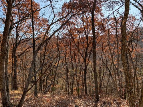 A forest scene with bare trees and autumn leaves, showcasing a clear blue sky in the background.