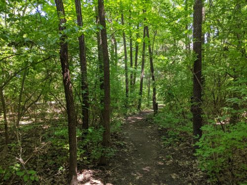 A narrow dirt path winds through a lush green forest with tall trees and dense foliage.