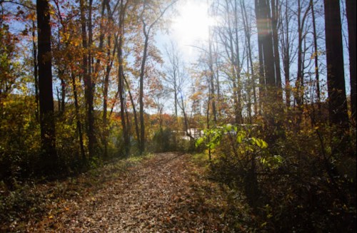 A sunlit path through a forest with autumn leaves and trees, creating a serene, colorful landscape.