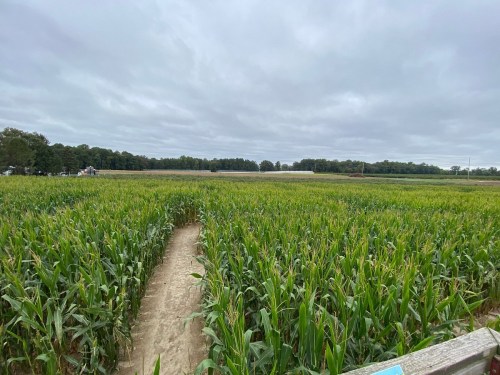 A wide view of a cornfield under a cloudy sky, with a dirt path running through the tall green plants.