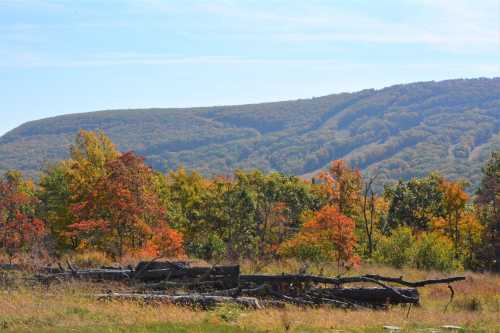 A scenic view of autumn trees with vibrant foliage and a distant mountain under a clear blue sky.