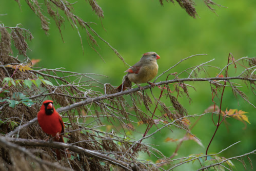 A vibrant red cardinal and a brownish bird perched on branches against a green background.