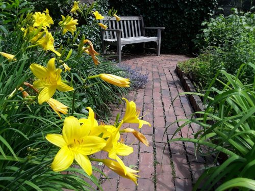 A peaceful garden path lined with vibrant yellow flowers and a wooden bench surrounded by greenery.