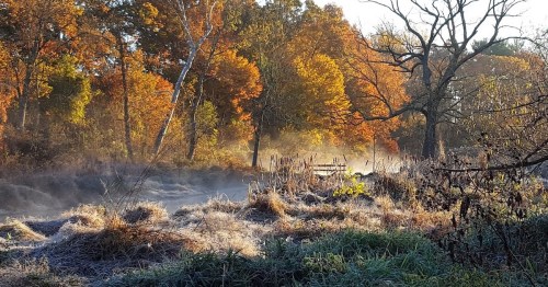 A misty autumn landscape with vibrant orange and yellow trees, frosty grass, and a wooden fence in the background.
