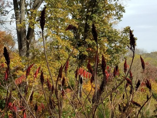 A close-up of red-tipped plants against a backdrop of colorful autumn trees.