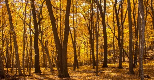 A vibrant forest in autumn, with tall trees and golden leaves creating a warm, inviting atmosphere.