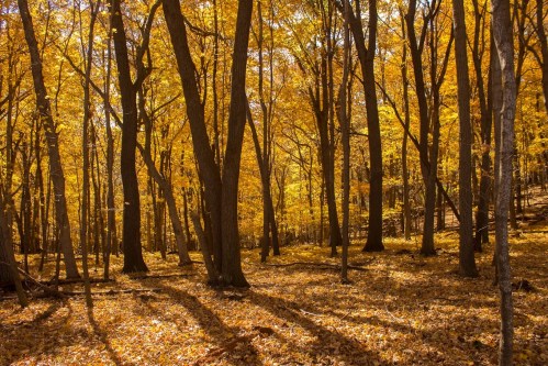 A serene forest scene with tall trees and vibrant golden leaves, casting long shadows on the ground.