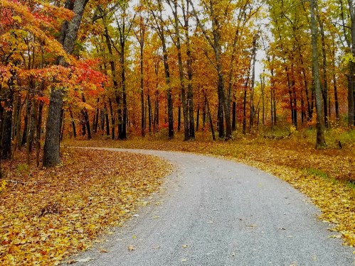 A winding path through a forest with vibrant autumn leaves in shades of orange, red, and yellow.