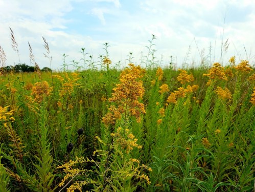 A vibrant field of yellow wildflowers surrounded by tall green grasses under a cloudy sky.