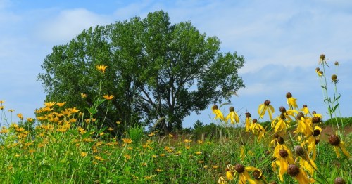 A lush field of yellow flowers in the foreground with a large tree and a blue sky in the background.