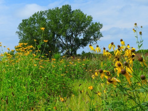 A vibrant field of yellow flowers with a large tree in the background under a blue sky with scattered clouds.