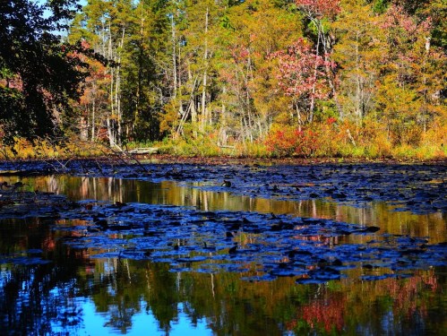 A serene pond surrounded by colorful autumn trees, reflecting vibrant foliage on the water's surface.